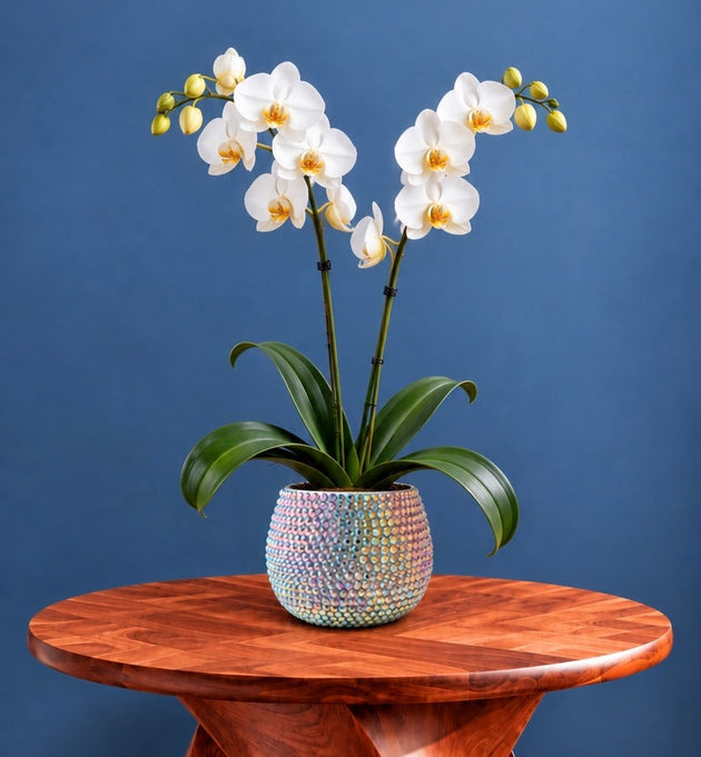 A potted white orchid in an iridescent ceramic plant pot sits on a round wooden table against a solid blue wall.