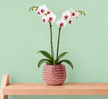 A potted artificial Phalaenopsis orchid with white flowers and pink centers shown in a light pink and gold plant pot covered in crystals. Plant pot is displayed on a light wood shelf against a solid mint green background.