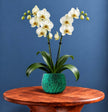 A emerald green ceramic plant pot holding a white orchid. The plant pot is shown on a round wooden side table with a sculptural twisted base, against a dark blue wall and wood floor.