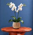 Gilded Grace golden ceramic planter shown holding a white orchid. Plant pot is shown on a wooden table against a blue wall. 