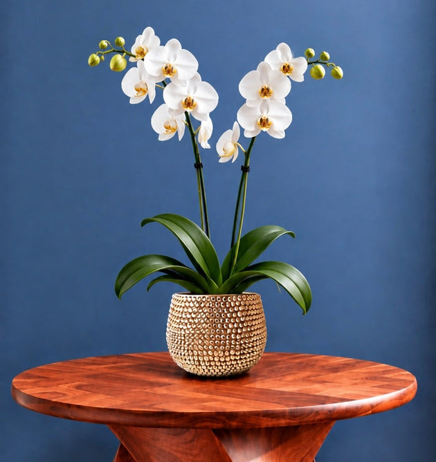 Gilded Grace golden ceramic planter shown holding a white orchid. Plant pot is shown on a wooden table against a blue wall. 