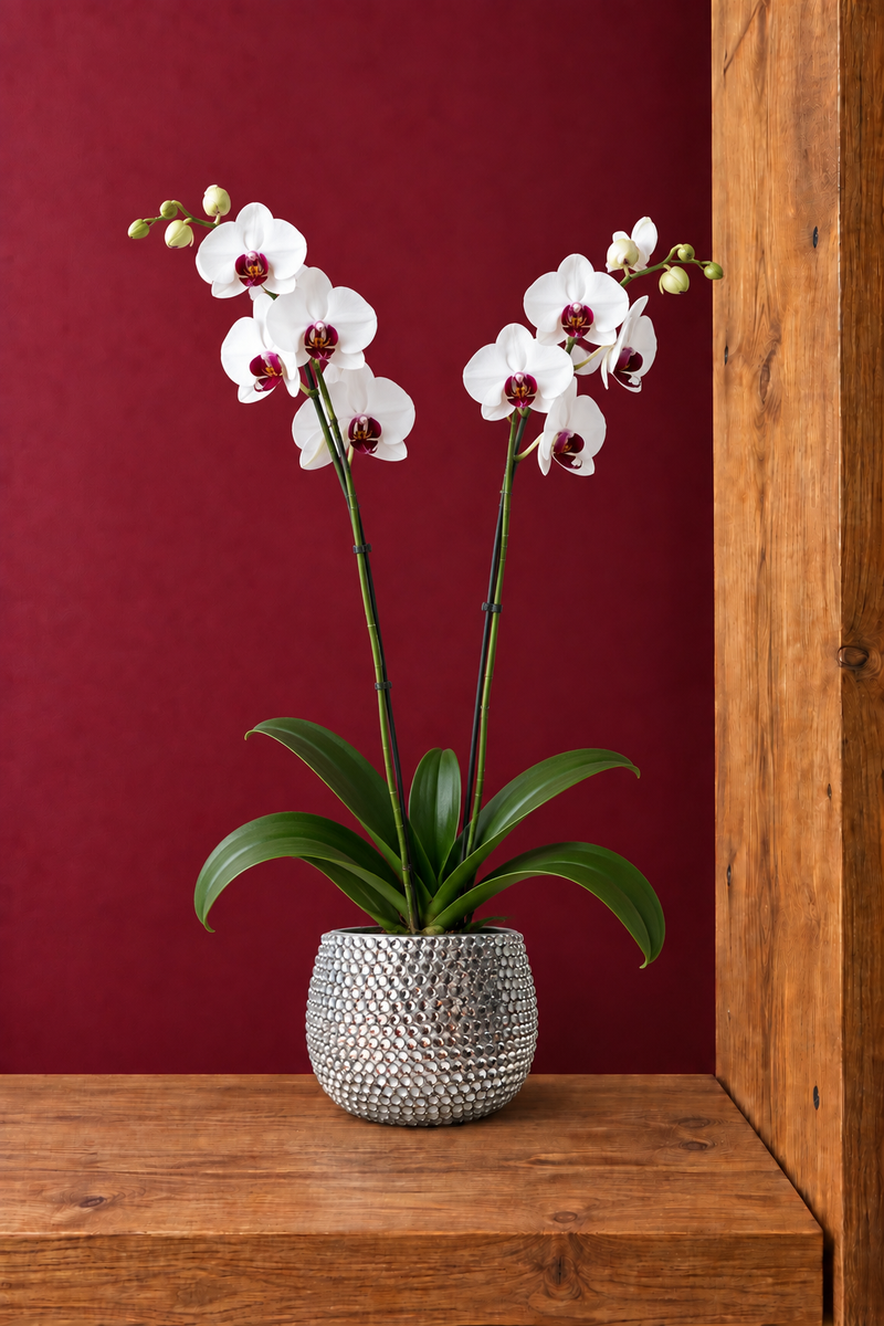 Gliterrati clear crystal plant pot containing a white orchid which is displayed on a wooden shelf against a burgundy background
