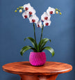 A magenta pink ceramic plant pot showing a potted white orchid with green leaves sits on a round wooden table with a sculptural twisted base, set against a dark blue wall and light wood floor.