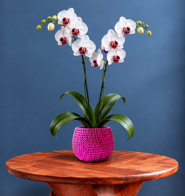 A magenta pink ceramic plant pot showing a potted white orchid with green leaves sits on a round wooden table with a sculptural twisted base, set against a dark blue wall and light wood floor.