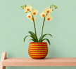 A potted yellow orchid with two flowering stems and green leaves, placed on a light wood shelf against a pale mint green wall. The orchid is in a round ceramic plant pot with orange and yellow crystals arranged in horizontal stripes.