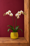 Yellow ceramic plant covered in yellow crystals containing a two stemmed white orchid. Plant pot is shown on wooden shelf behind a burgundy background 