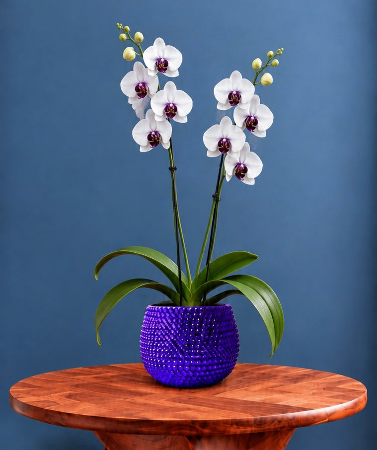 A purple ceramic plant containing a potted white orchid with green leaves sits on a round wooden side table against a dark blue wall and wood floor.