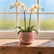 A pink ceramic planter with a champagne gold crystal heart on the front, holding a white orchid plant with green leaves and blooms, placed on a wooden windowsill with a bright window background.
